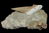 Otodus Shark Tooth Fossil in Rock - Eocene #135833-2